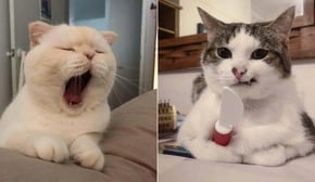 Funniest Cats | Don't try to hold back Laughter | Cutest Lands Part 63