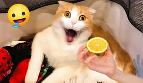 Too The Best Funny Animal Videos Make You Unable To Stop Laughing 🤣Funniest Cats And Dogs Videos🐶🤣