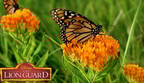 Who's the Better Flyer? | It’s UnBungalievable! | The Lion Guard | Disney Junior