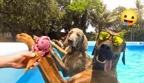 The Funniest Animal Videos 😁 😁Funny Dogs and Cats Make You Unable To Stop Laughing😻🐶