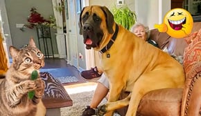 Funniest Cats And Dogs Videos 🤣🐶Cute and Funny Animals That Will Make Your Day😻🐶