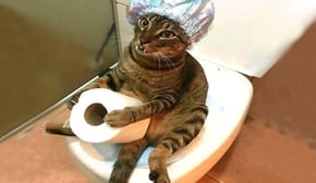 The Best Funny Animal Videos Make You Unable To Stop Laughing 🤣🐶 Funniest Cats And Dogs Videos 🤣