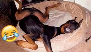 Funniest Cats | Don't try to hold back Laughter | Cutest Lands Part 85