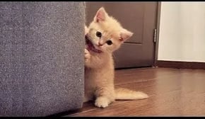 These Might be the most Adorable Pets on Tik Tok 💗