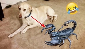 Funniest Cats | Don't try to hold back Laughter | Cutest Lands Part 90