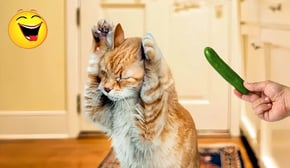 Best Of The 2024 Funny Animal Videos 🤣🐶 Funniest Cats And Dogs Videos 😁