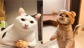 Funniest Cats | Don't try to hold back Laughter | Cutest Lands Part 81