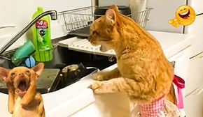 Funny Dogs And Cats Videos 2024 😅 - Best Funniest Animal Videos Of New Funny Animals Video 2024