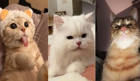 Funniest Cats | Don't try to hold back Laughter | Cutest Lands Part 53