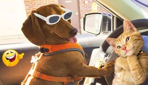 The Funniest Cats and Dogs Videos 🤣🐶Funny Animals That Will Make Your Day 🤣🤣🤣