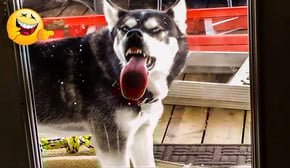 FUNNIEST Pets of 2024! 🤣 TOP Videos of the YEAR