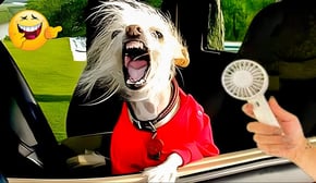 The Funniest Cats and Dogs Videos 🤣🐶 Pet Pranks: Laugh-Out-Loud Furry Fails