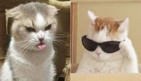 Funniest Cats | Don't try to hold back Laughter | Cutest Lands Part 45