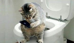 💗Cute And Funny Pets | Try Not To Laugh To These Pets Compilation #26💗 Cutest Lands