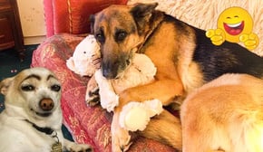 When Pets Turn a Bad Mood Into the Funniest One! Cats and Dogs in Their Most Hilarious Video Moments