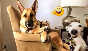 The Ultimate Cats & Dogs Compilation 😹🐶 Funniest Animal Videos for Non-Stop Laughs