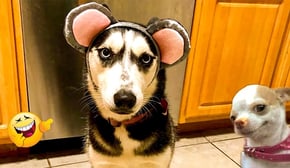 DOGS are the FUNNIEST creatures on Earth 😂 NEW Funny Dog Videos