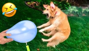 Funniest Cats | Don't try to hold back Laughter | Cutest Lands Part 86