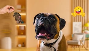 Try Not To Laugh At These Funny Dog And Cat Videos 🤣 Funny Animals That Will Make You Laugh To Death