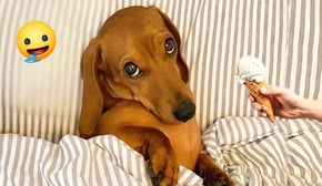 Best Of The 2024 Funny Animal Videos 😂 Funny Dogs and Cats Make You Unable To Stop Laughing🤣🐶