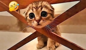 You Laugh You Lose😻Funniest Dogs and Cats 2025🤣🐶