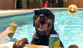 Smartest Pets Ever Super Smart Pets Compilation😂I Would Die Laughing For These Dogs