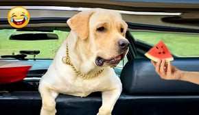 New Funny Cats and Dogs Videos😅The Funniest Videos About Animals 🐾