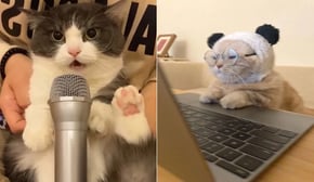 Funniest Cats | Don't try to hold back Laughter | Cutest Lands Part 49