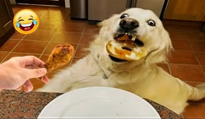 Huskies are the Queens of All Drama! The Best Funny Animal Videos Make You Unable To Stop Laughing😂