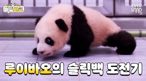 [ENG] 세계최초! 슬릭백 하는 아기판다 '루이바오'｜#바오바오 EP.13 슬릭백 챌린지 | 에버랜드 판다월드