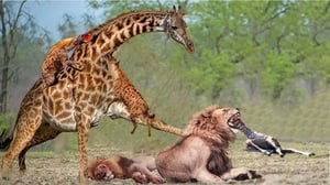 母キリンは捕食者と戦うために最善を尽くしましたが、赤ちゃんを死から救うことができませんでした