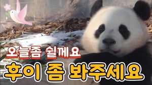 에버랜드 판다월드 🙂‍↔️오늘은 좀 쉴께요 후이 좀 봐주세요 💫파업💫
