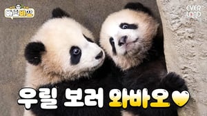 [ENG] ★HOT DEBUT★ 쌍둥이 아기판다 '루이바오&후이바오'의 공식 데뷔 무대 공개🐼🐼｜#바오바오 EP.17 날 보러 와요 | 에버랜드 판다월드