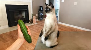 Pet That Make You Unable To Stop Laughing 😹🐶 Best Of The 2024 Funny Animal Videos