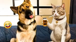 Try Not To Laugh Cats And Dogs Videos 😺🐶  Best Of The 2024 Funny Animal Videos 😁