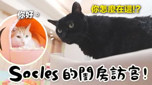 【黃阿瑪的後宮生活】Socles的閨房訪客！好多貓闖入！