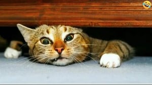 Funny ANIMALS videos😊 Funniest CATS😹 and DOGS🐶 2024