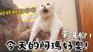【黃阿瑪的後宮生活】今天的阿瑪好臭！來洗腳｜狸貓爸媽再來看孫子孫女