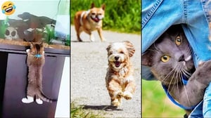 Funny ANIMALS Videos 😅 The Funniest CATS😺, DOGS 🐶 and More🐊🐸🐖 2024