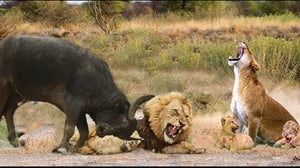 水牛は強すぎる、水牛の群れ全体がライオン一家を窮地に追い込む