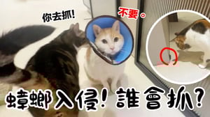 【黃阿瑪的後宮生活】蟑螂入侵！誰會抓？