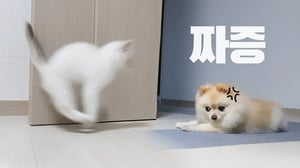 강아지에게 깐죽대다 응징당하는 아기 고양이