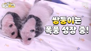 (심장주의) 6일 만에 만난 쌍둥이 아기판다🐼🐼 어떤 얘기를 나눌까요?  | #바오바오 EP.3 하얀 솜털이 자랐어요🤍 | 에버랜드 판다월드