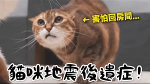 【黃阿瑪的後宮生活】貓咪地震後遺症！
