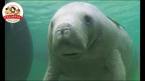【人魚伝説】フロリダのマナティーはキスであいさつ♡恋の季節には１頭のメスをたくさんのオスが追いかける【どうぶつ奇想天外／WAKUWAKU】