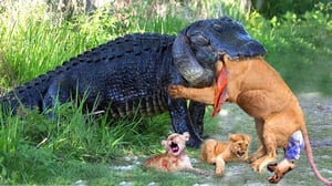 母ライオンが子ライオンを守るためにお腹を空かせたワニと苦しそうに戦う恐ろしい瞬間