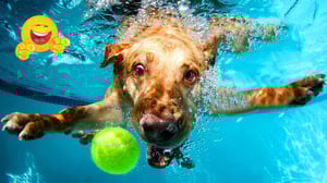 Funniest Cats And Dogs Videos 🤣🐶The FUNNIEST ANIMALS I Could Find On The Internet🐾