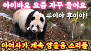 에버랜드 판다월드 🥺아이바오 요즘 자꾸 울어요ㅠㅠ 루이 후이 찾아서 양울음 소리를 내는...