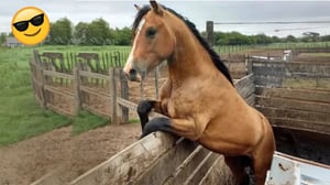 Best Of The 2024 Funny Animal Videos 😂 Funny Dogs and Cats Make You Unable To Stop Laughing