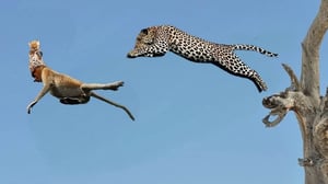 負傷した母ヒョウは、目の前でヒヒが子ヒョウを誘拐するのをなすすべもなく見守る